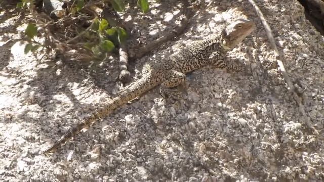 Turkestan Rock Agama / Туркестанская агама / Laudakia lehmanni / Paralaudakia lehmanni смотреть онлайн