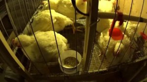 Обзор вентиляции курятника // Разведение бройлера