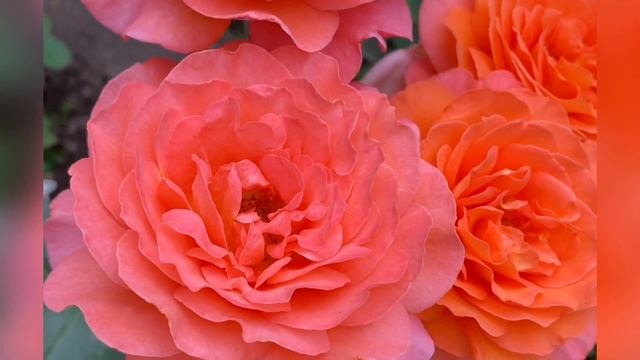 Роза Ти Тайм Rose Tea Time смотреть онлайн