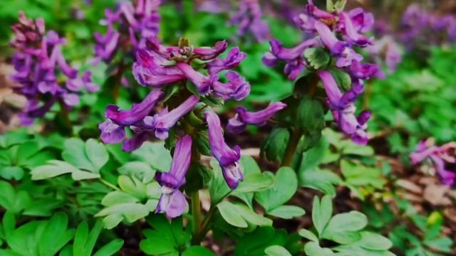 Родионова читает: Дм.Семёновский " Мир хорош" смотреть онлайн