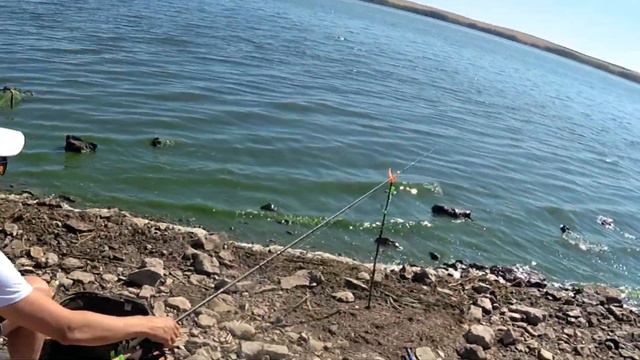 Ловля леща на Ириклинском водохранилище смотреть онлайн