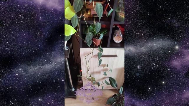 Филодендрон Сканденс (Philodendron Scandens Micans) смотреть онлайн