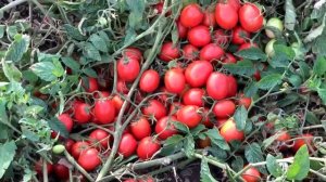 Обзор на томат "Пьетра Росса F1" компании Clause