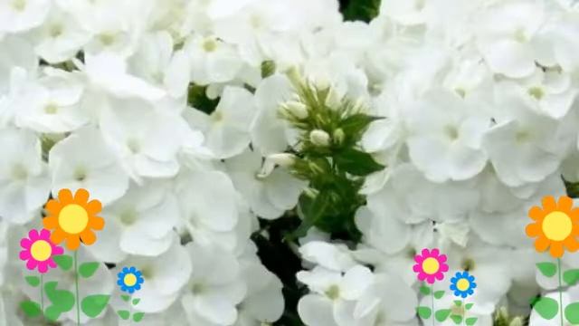 Флокс метельчатый Younique White. Краткий обзор, описание характеристик, где купить саженцы смотреть онлайн