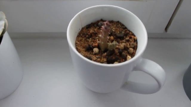 Моя мини-коллекция суккулентов. Хавортия, Эчеверия, Толстянка и прочее)) Succulents смотреть онлайн