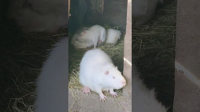 Шикарное животное, Нутрия смотреть онлайн