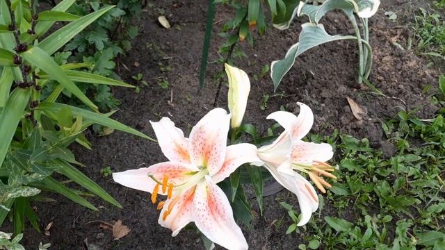 Лилии гиганты. смотреть онлайн