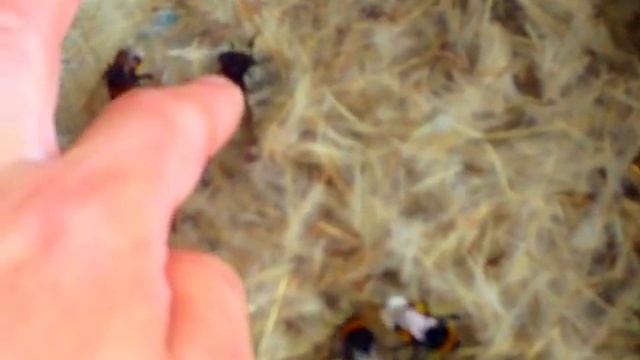 Путешествия с Домашними Питомцами