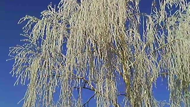 Иней на деревьях, будто серебро. смотреть онлайн