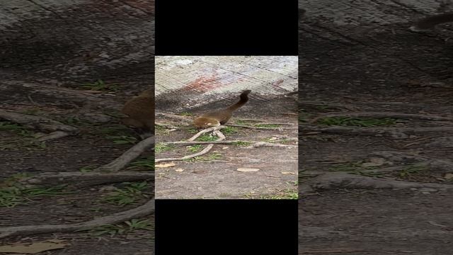 Национальный парк "Тикаль", Гватемала ("Parque Nacional Tikal") 10.01.2022 смотреть онлайн