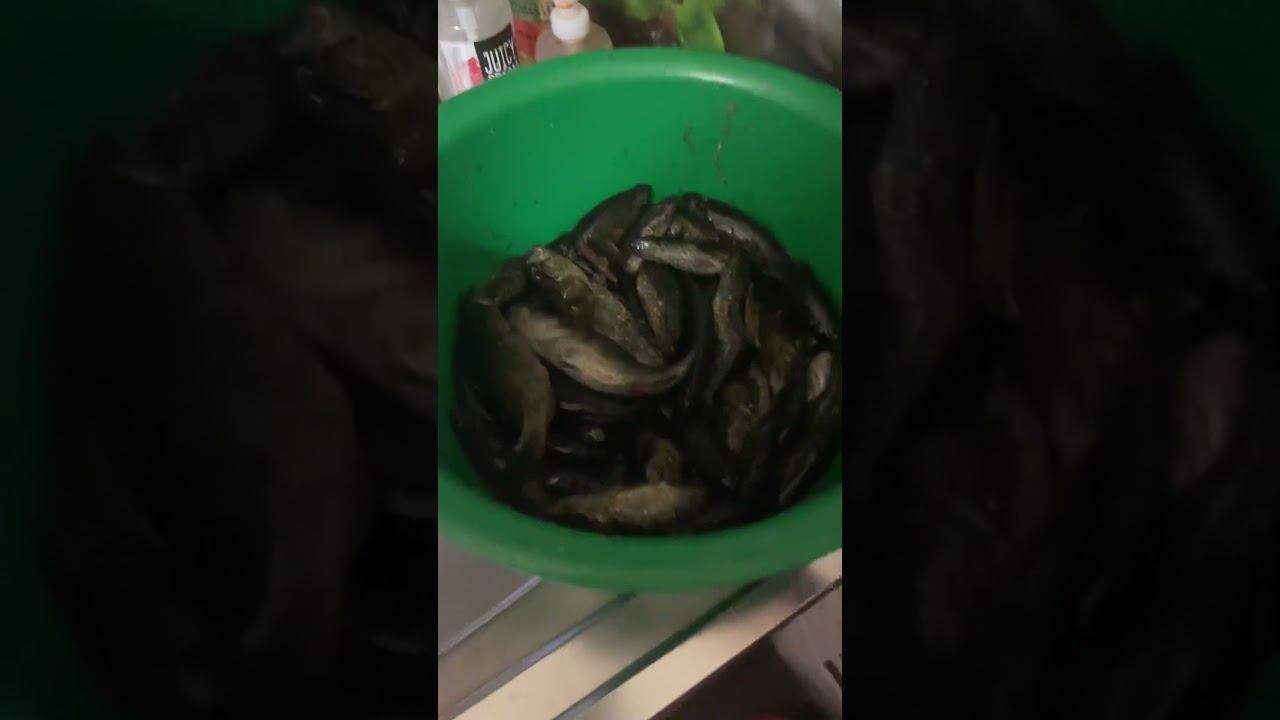 Ротан пора ловить #ротан #ловляротана #рыбалкакстово смотреть онлайн