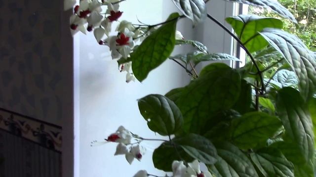 Клеродендрум Томпсона. Комнатные растения. Домашние цветы. Декоративные растения. смотреть онлайн