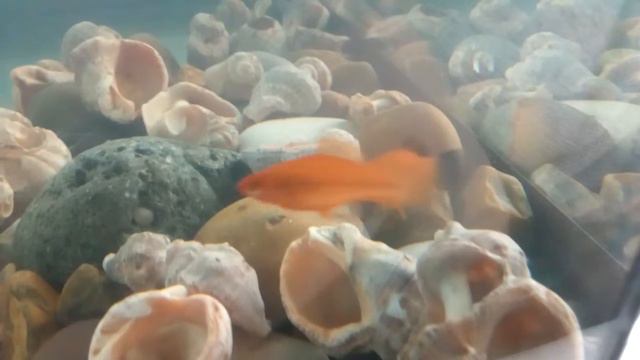 Маленькие рыбки в аквариуме смотреть онлайн