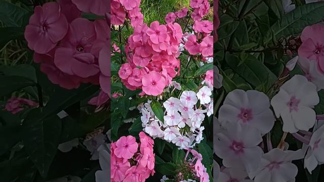 Можно ли поливать флоксы холодной водой смотреть онлайн