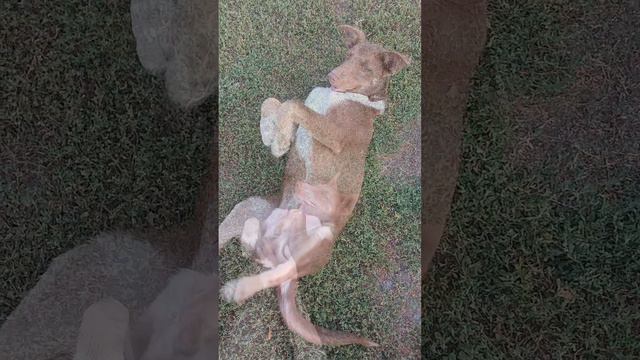 наш бандит😃 #собака #dog #животные