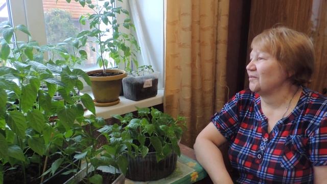 Рассада перцев оправилась после атаки ТЛИ. БОНУС внутри. ЧУДО началось. смотреть онлайн