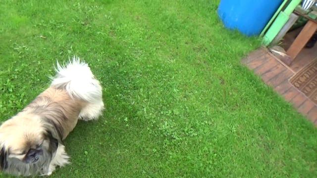 Сразу видно - ХОЗЯИН :) Прикольный пекинес смотреть онлайн