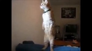 реакция животных на сирену