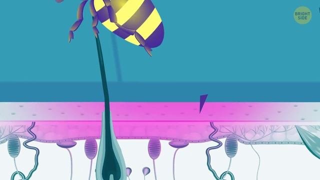 A Journey Through Your Nervous System смотреть онлайн