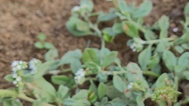 Heliotropium ovalifolium смотреть онлайн