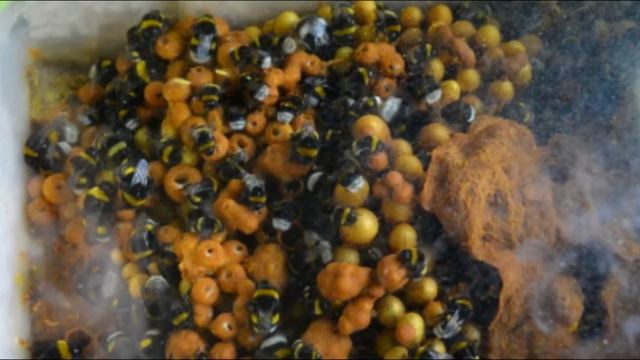 Шмель: Пчёлы из параллельной вселенной. Скрытые от человека законы гнезда смотреть онлайн