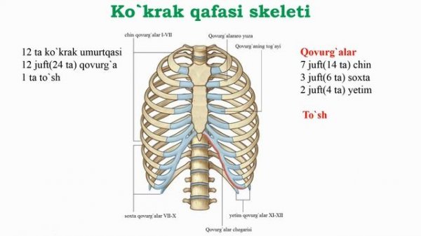 Tayanch-harakatlanish sistemasi || Skelet || Suyaklar