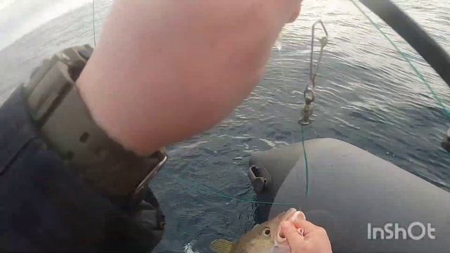 УДАЧНОЕ ОТКРЫТИЕ НОВОГО СЕЗОНА ТРЕСКОВОЙ РЫБАЛКИ В БАРЕНЦЕВОМ МОРЕ. 