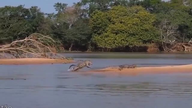 Lion vs Giant Anaconda - Crocodile vs Python - Most Amazing Attack of Animals смотреть онлайн