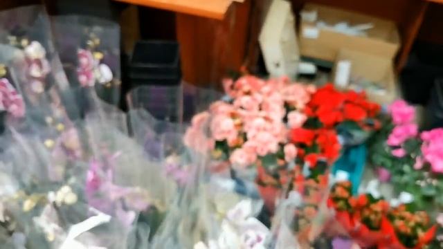 ПРЕКРАСНЫЙ завоз ОРХИДЕЙ:Каода,Дикий Кот и др.Магазин "Юг",ул.Авиационная,8,Самара,04.11.20. смотреть онлайн