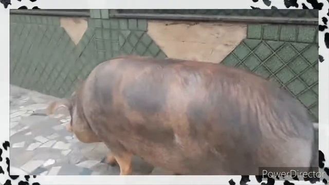 #vlogdoTon(Ton nas Ruas )"O grande porco" смотреть онлайн