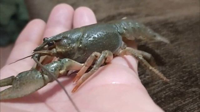 Речной рак смотреть онлайн