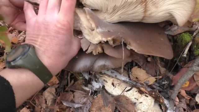 БЕЛЫЕ ГРИБЫ В САДУ!!! Гуляем в саду СОБИРАЕМ ГРИБЫ и ЛОВИМ РЫБУ! смотреть онлайн