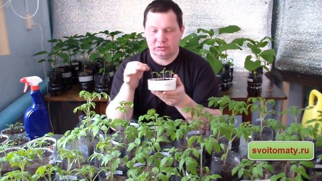 Первый уход за рассадой томатов смотреть онлайн