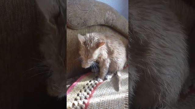 Кот любит купаться смотреть онлайн