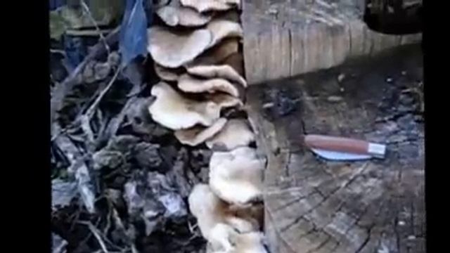 Agrocybe Aegerita o seta de chopo. смотреть онлайн