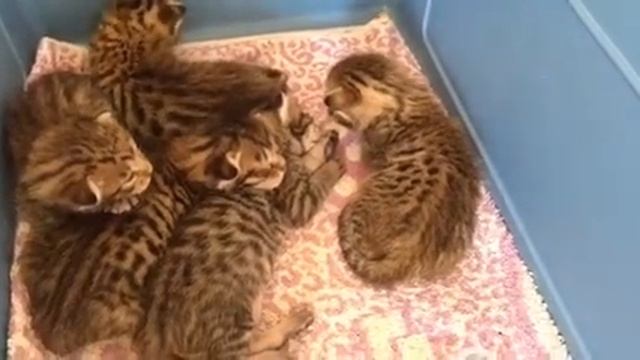 Котята саванна ф5сбт питомника VipLeo смотреть онлайн