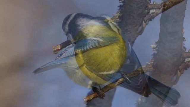 "НЕМНОГО ЮЖНОГО КОЛОРИТА В ЗИМНЕЕ ПОДМОСКОВЬЕ"... (Фото Анны Салтыковой (М), музыка "Cafe del Mar") смотреть онлайн