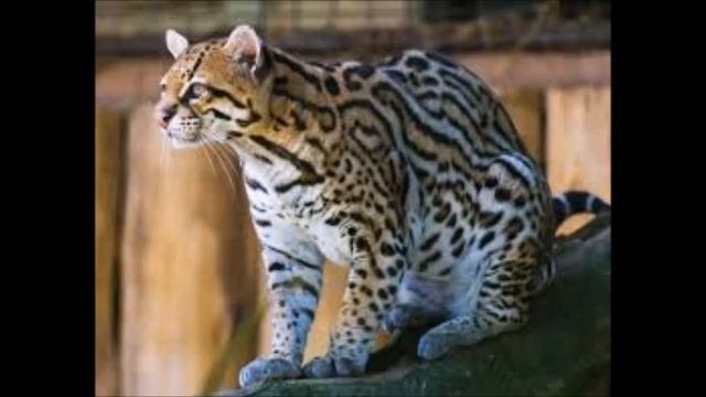 criação de gatos смотреть онлайн