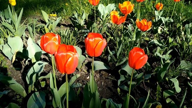 С Днём Рождения, Светлана! смотреть онлайн