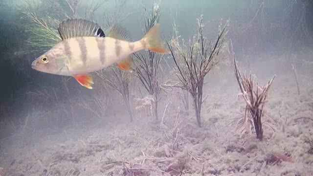Шаблиш 12.02.2022 г..mp4