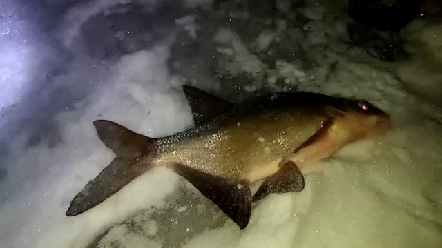 Лещ на тычку для налима. смотреть онлайн