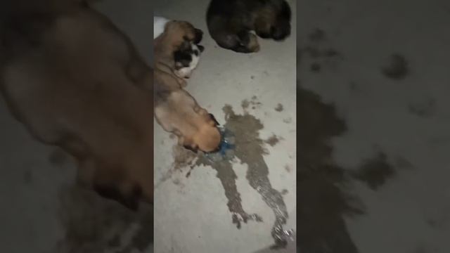 Уся. Атырау. Выкинутые щенки. смотреть онлайн
