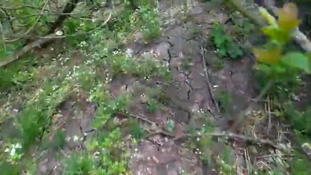 ОДИН из ВИДОВ УСТАНОВОК ЛОВУШЕК ДЛЯ ЛОВЛИ БРОДЯЧЕГО РОЯ ПЧЕЛ 2019 г. смотреть онлайн