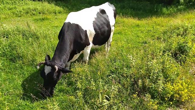 Корова пасётся, ест траву смотреть онлайн