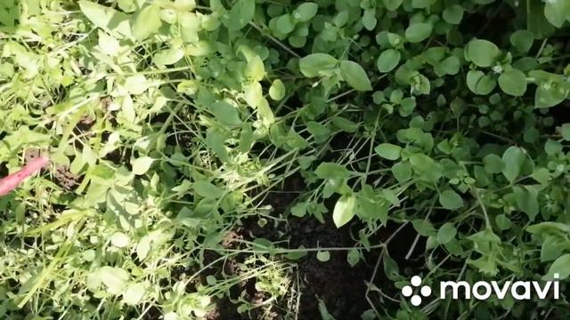 Обхожу участок..Созрела груша Августовская роса и дегустирую яблоки с яблони Лобо... смотреть онлайн