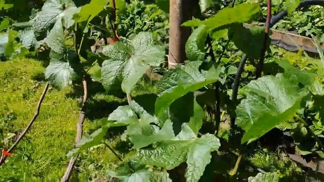 34. Мужские и женские кусты клубники. смотреть онлайн