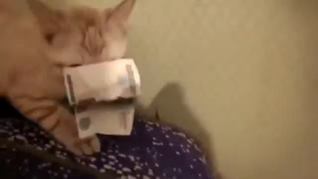 Котенок отказывается возвращать деньги Прикол,Юмор,Смех смотреть онлайн