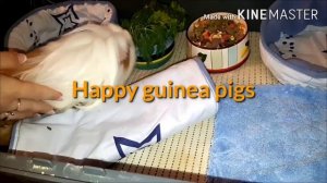 Обустройство клетки морской свинки#Happy guinea pigs#?????????????????