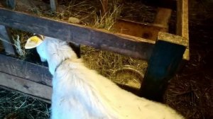 Беременность коз 4 месяца . Выпадение влагалища у козы .