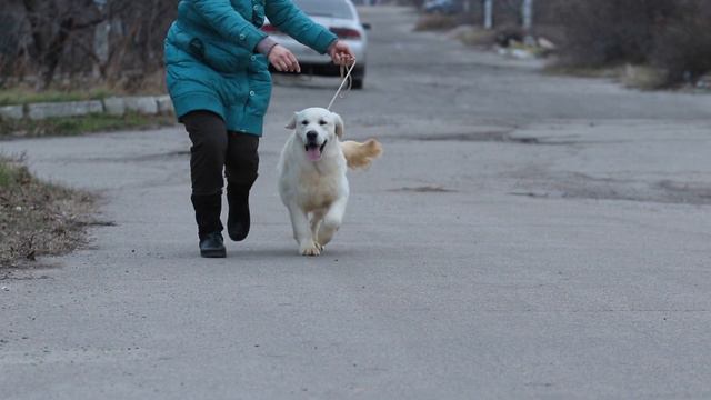 GOLDEN RETRIEVER смотреть онлайн